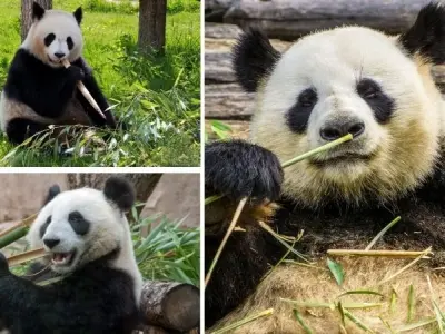 Tại sao gấu trúc chỉ ăn tre mà vẫn sống khỏe mạnh lâu dài