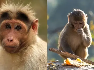 Tại sao khỉ hay làm trò như một cách để thu hút sự chú ý