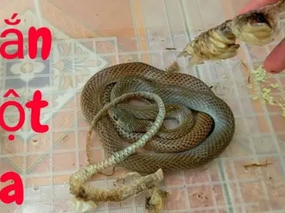 Tại sao rắn lột da và điều gì xảy ra trong quá trình đó