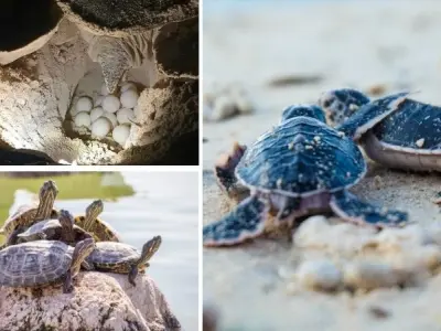 Tại sao rùa biển quay lại bãi biển để đẻ trứng mỗi năm