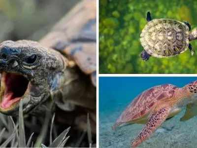 Tại sao rùa Hoàn Kiếm là loài quý hiếm được bảo vệ nghiêm