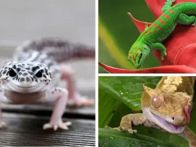 Tại sao tắc kè được nghiên cứu về màu sắc khoa học