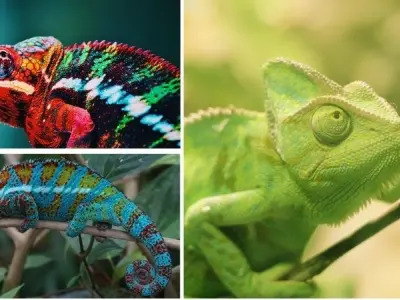 Tại sao tắc kè hoa thay đổi màu sắc khi nhiệt độ thay đổi