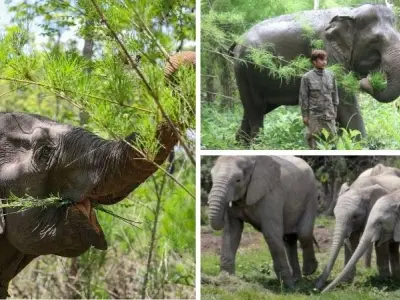 Tại sao voi góp phần duy trì hệ sinh thái rừng phong phú