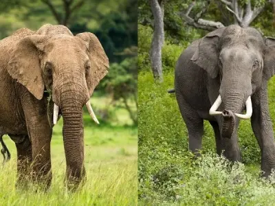 Sự thật voi châu Phi và voi châu Á khác nhau thế nào