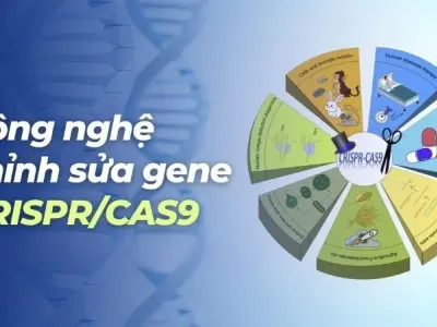 Công nghệ chỉnh sửa gen CRISPR được dùng để làm gì?