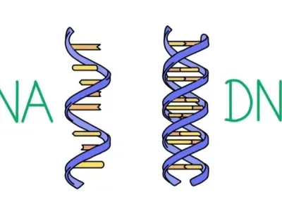 Tại sao vắc-xin DNA ít được sử dụng hơn mRNA?