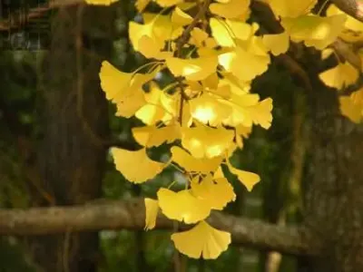 Ngắm lá vàng rơi giữa mùa thu Sapa yên bình và thơ