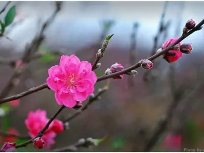 Khám phá hoa đào Hà Nội rực rỡ trong mùa xuân