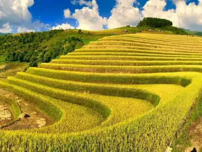 Mùa thu đồng lúa Lào Cai nhuộm vàng những triền núi xa