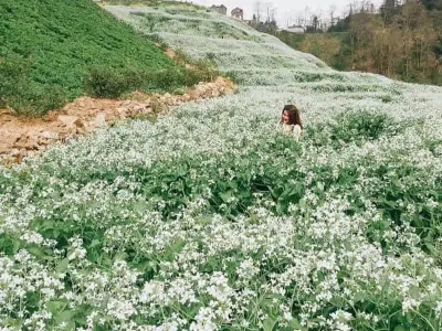 Mùa hoa cải trắng Sapa đẹp nao lòng giữa núi rừng Tây Bắc