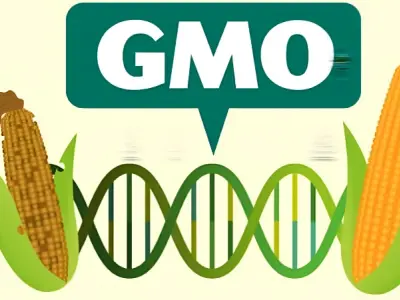 Thực phẩm GMO và góc nhìn khoa học từ nông trại đến bàn ăn