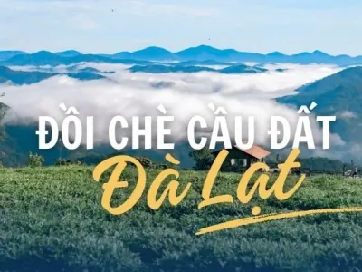 Đồi chè Cầu Đất - Khung cảnh thơ mộng giữa đại ngàn Đà Lạt