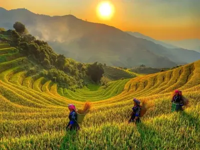 Ngắm ảnh mùa lúa chín Mù Cang Chải vàng óng tuyệt đẹp
