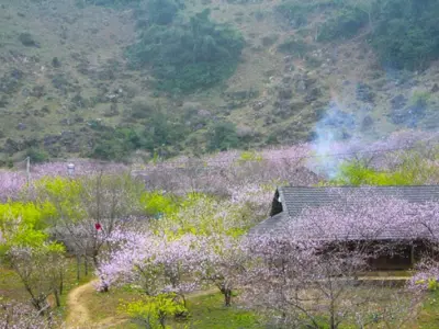 Ngắm ảnh mùa xuân hoa đào Mộc Châu rực rỡ núi đồi