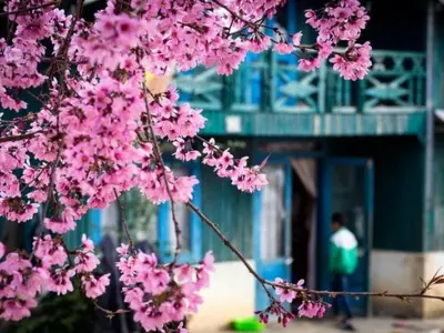 Mùa xuân hoa mai Đà Lạt khoe sắc rực rỡ núi rừng