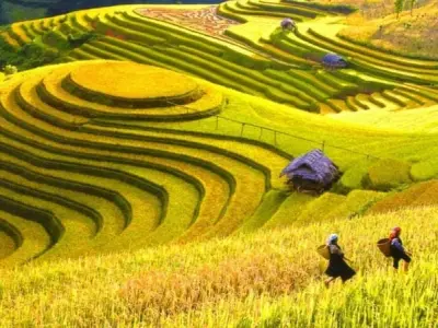 Hà Giang mùa lúa chín vàng rực rỡ giữa núi non hùng vĩ