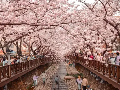 Khám phá Jinhae thiên đường hoa anh đào tại Hàn Quốc