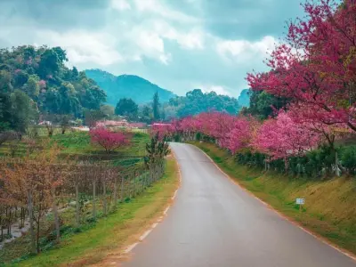 Mùa hoa anh đào New Zealand rực rỡ sắc hồng thơ mộng