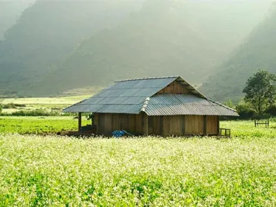 Ngắm ảnh hoa cải trắng Mộc Châu đẹp nao lòng