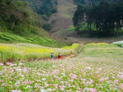 Ngắm mùa hoa cải trắng Sơn La đẹp tinh khôi say đắm lòng