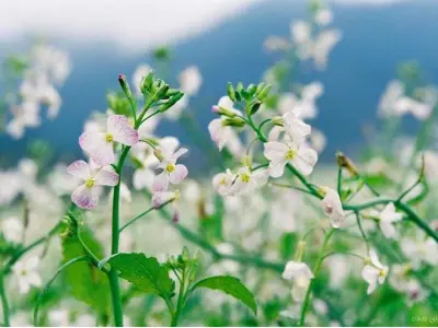 Khám phá mùa hoa cải trắng Yên Bái đẹp tinh khôi ngỡ ngàng