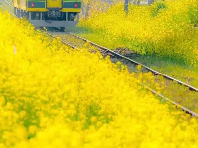Khám phá mùa hoa cải vàng Đà Lạt rực rỡ khắp núi đồi