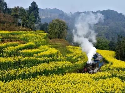 Mùa hoa cải vàng Sơn La đẹp rực rỡ như tranh