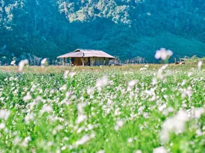 Ngắm ảnh mùa hoa cúc họa mi Sapa trắng tinh khôi