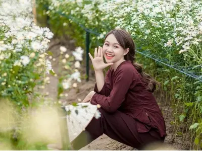 Vẻ đẹp mùa hoa cúc họa mi Tuyên Quang tinh khôi