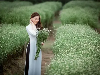 Săn ảnh mùa cúc họa mi trắng trời Yên Bái