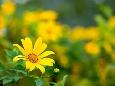 Dã quỳ Đà Nẵng khoe sắc vàng óng ả giữa núi rừng
