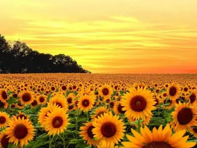 Mùa hoa hướng dương Tây Ban Nha rực rỡ sắc vàng tuyệt đẹp