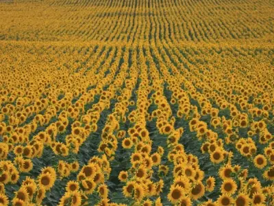 Ngất ngây mùa hoa hướng dương Ukraine vàng rực trời