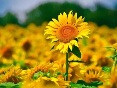 Hoa hướng dương Ý - Thiên đường hoa rực rỡ mùa hè