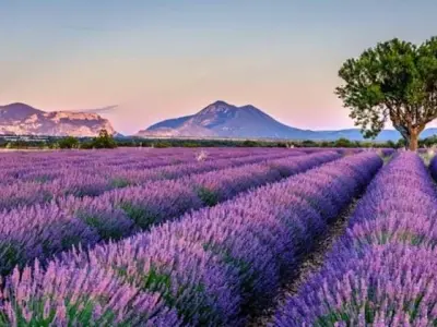 Mùa hoa lavender Anh tím biếc lãng mạn và thơ mộng