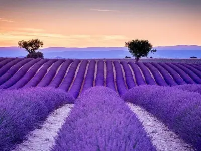Rực rỡ mùa hoa lavender Pháp giữa nắng hè dịu nhẹ