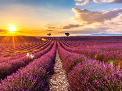 Mùa hoa lavender Tây Ban Nha đẹp thơ mộng quyến rũ du khách