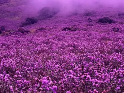 Mùa hoa Neelakurinji Ấn Độ nở tím trời hiếm có kỳ quan