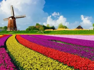 Khám phá mùa hoa tulip Hà Lan đẹp mê hoặc lòng người