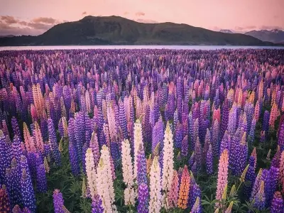 Vẻ đẹp mùa hoa tulip New Zealand lãng mạn và nên thơ
