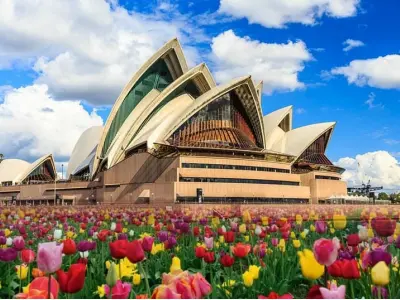 Mùa hoa tulip Úc rực rỡ sắc màu làm say lòng du khách