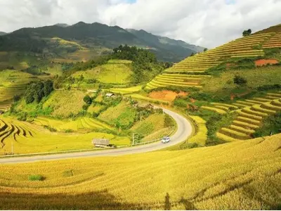 Mộc Châu vào thu với đồng lúa chín rực rỡ ánh vàng