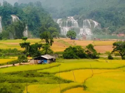 Mùa thu lúa chín Bắc Kạn vàng ươm rực rỡ núi rừng