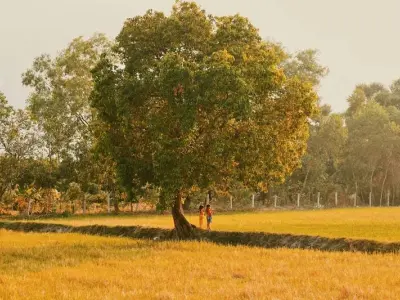 Mùa thu lúa chín Bắc Ninh vàng óng đẹp như tranh