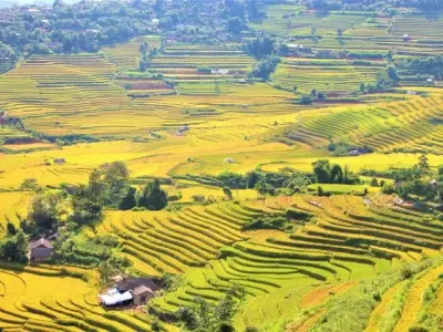 Khám phá mùa thu lúa chín Lai Châu vàng óng tuyệt đẹp