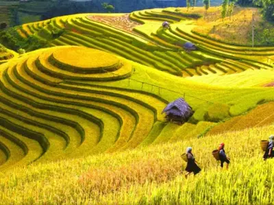 Ngắm mùa thu lúa chín Lào Cai đẹp như tranh vẽ