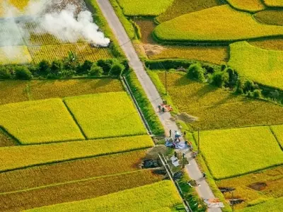 Say đắm mùa lúa chín vàng rực rỡ ở thung lũng Mai Châu