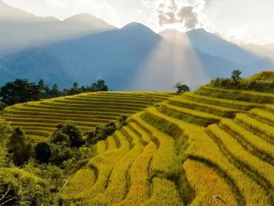 Ngắm ảnh mùa thu lúa chín Sapa vàng rực rỡ núi đồi