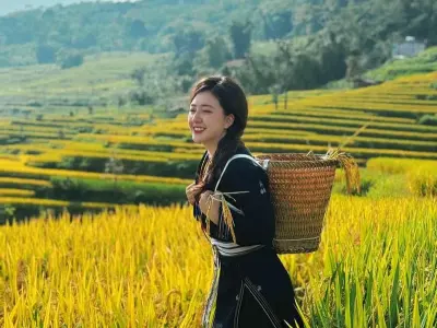 Ngắm mùa thu lúa chín Tuyên Quang vàng óng rực rỡ núi rừng